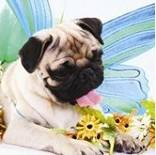 美国马里兰州巴尔的摩国际宠物行业春季展览会(PET INDUSTRY TRADE